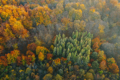 High angle view of pine trees in forest during autumn