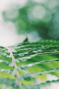 Full frame shot of fresh green leaves