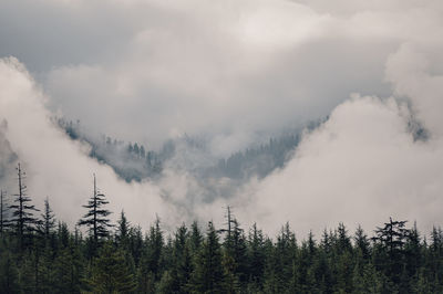 Low angle view of trees against sky