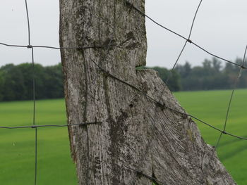 Close-up of tree trunk on field
