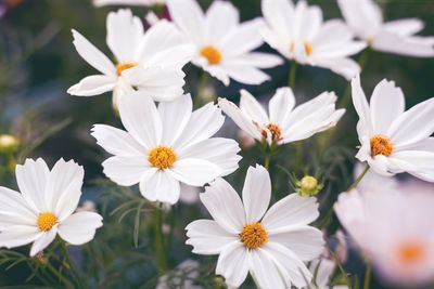 Close-up of white daisy flowers