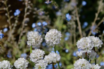 Close-up of white flowering plants