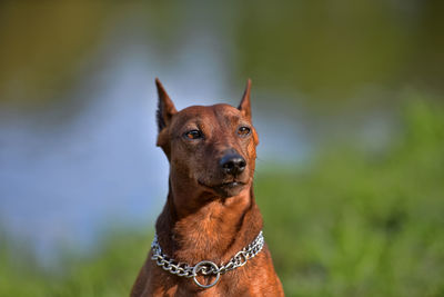 Portrait of a dog