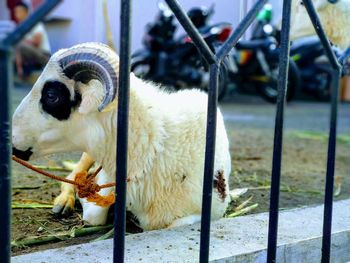 Close-up of animal eating food in cage