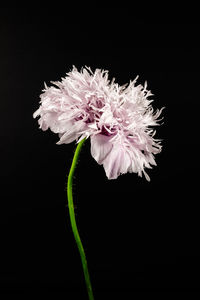Close-up of lilac peony poppy flower against black background