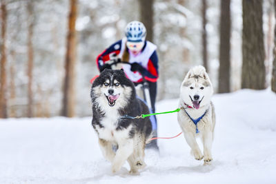 Man dogsledding on snow covered land during winter