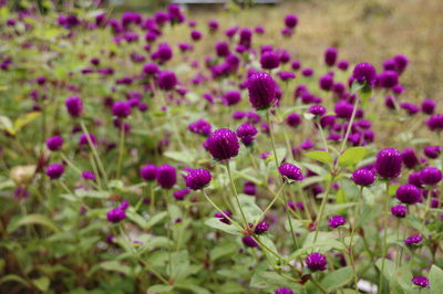 Close-up of fresh purple flowers in field