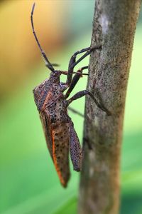 Close-up of insect on tree trunk