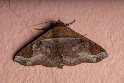 High angle view of butterfly