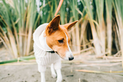 Dog looking away on field