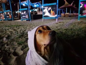 Close-up of dog looking away