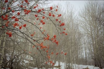 Red leaves on tree