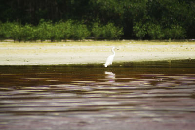 Bird in a lake