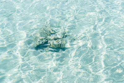 High angle view of fish swimming in sea