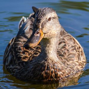 Close-up of duck swimming in lake