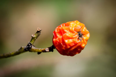 Close-up of flower against blurred background