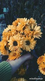 Close-up of yellow flowers