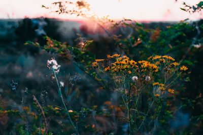 Close-up of flowering plants on field during sunset