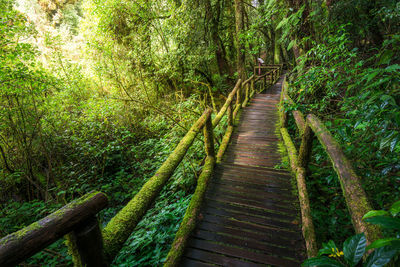 Boardwalk amidst trees in forest