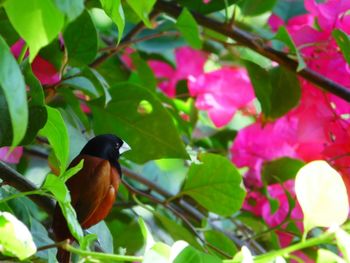 Close-up of bird perching on branch