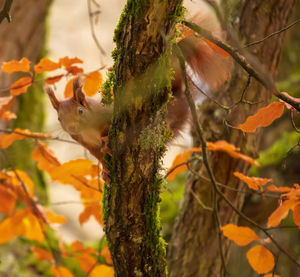 Close-up of squirrel on tree