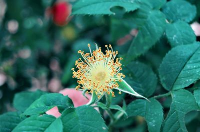 Close-up of flowering plant