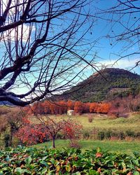 Scenic view of flowering plants on field against sky during autumn