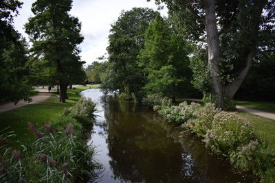 Scenic view of forest against sky
