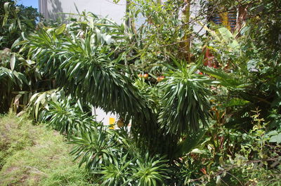 Plants growing on tree