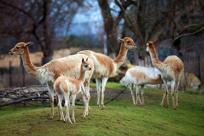 Llamas standing on field