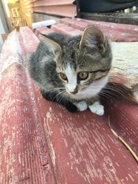 Portrait of cat lying on wood