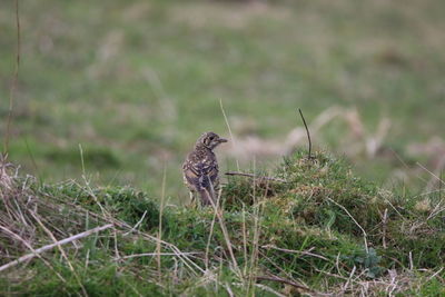 Mistle thrush on a field