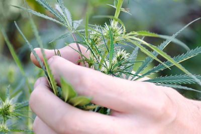 Close-up of human hand holding cannabis plant