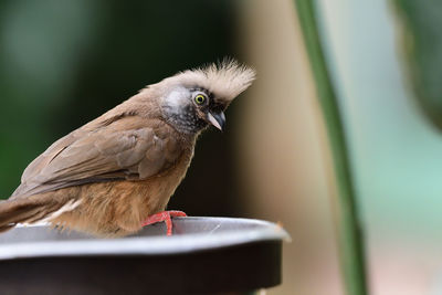 Close up of a speckled mousebird 