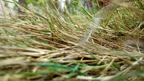 Close-up of wheat field