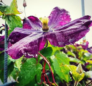 Close-up of purple flowers