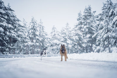 Dog on snow covered land