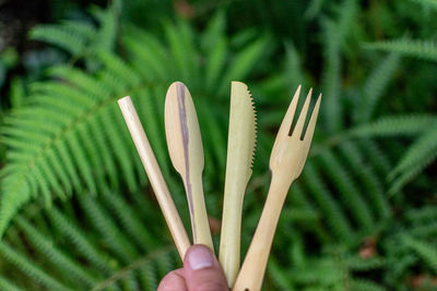 Close-up of hand holding plant