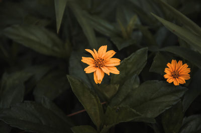 High angle view of orange flowering plant