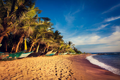 View of palm trees on beach