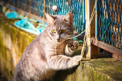 Tabby yellow eyed cat chewing a rope