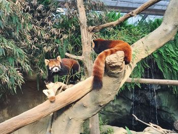 View of a cat on tree branch in zoo