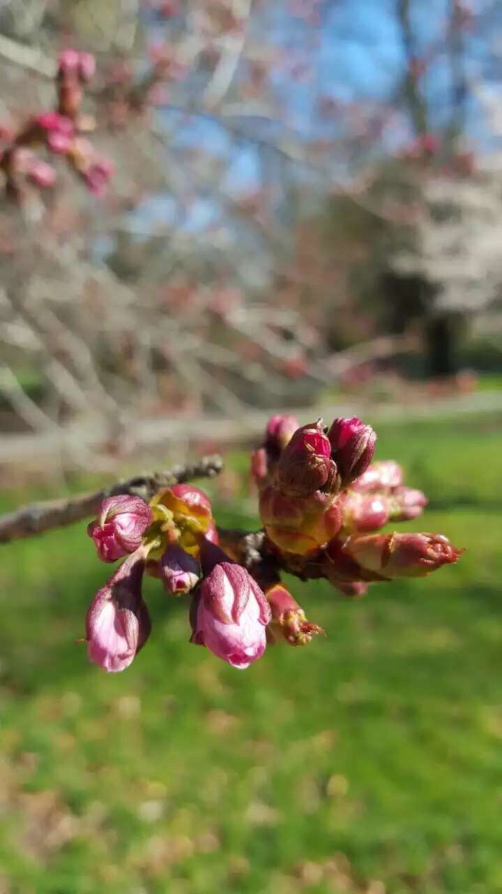 flower, growth, freshness, pink color, focus on foreground, fragility, beauty in nature, close-up, nature, plant, petal, bud, branch, stem, blooming, selective focus, in bloom, day, flower head, pink