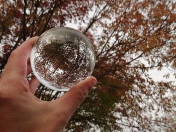 Close-up of hand holding crystal ball against tree