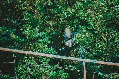 View of bird flying against trees