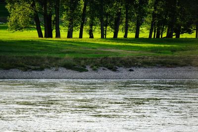 Scenic view of lake in forest