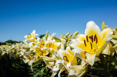 Close-up of yellow flowering plants against blue sky