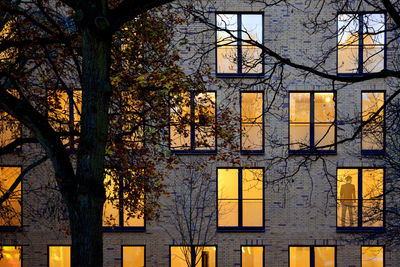 Low angle view of tree against building in city