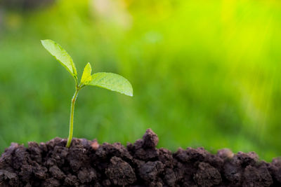 Close-up of seedling