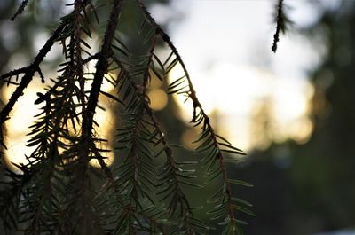 Close-up of leaf against trees